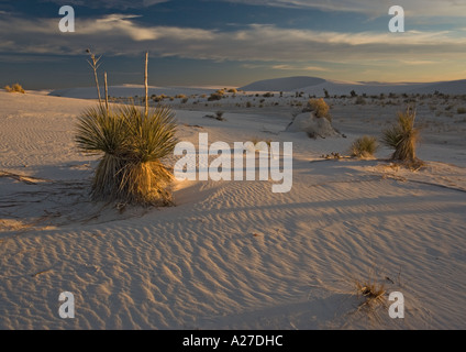 Schöne Wind geformten weißen Gips Dünen im White Sands National Monument mit Seife Bäume (Yucca Elata) wachsen Stockfoto