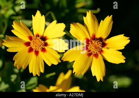 Lance Blatt Tickseed Sterntaler (Coreopsis Lanceolata Sterntaler) Stockfoto