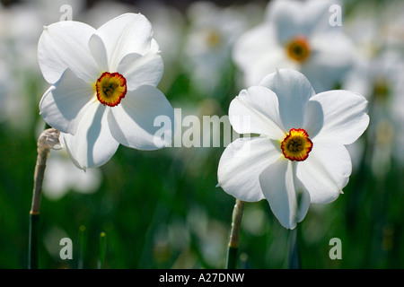 Poets Narzisse Actaea - Fasan Auge Narzisse Actaea (Narcissus Poeticus Actaea) Stockfoto