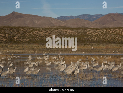 Mehr Kraniche Grus Canadensis im Winter Bosque del Apache Stockfoto