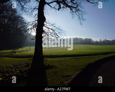 Bäume, beschrieben durch die Wintersonne im Ardgillan Park, North County Dublin, Irland Stockfoto
