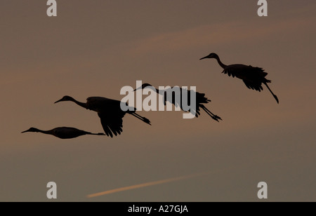 Mehr Kraniche Grus Canadensis im Flug kommen im Winter Roost, Sonnenuntergang Stockfoto