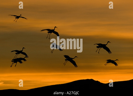 Mehr Kraniche (Grus Canadensis) während des Fluges kommen im Winter Roost, Sonnenuntergang Stockfoto