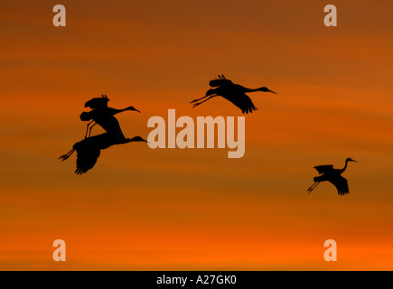 Mehr Kraniche (Grus Canadensis) während des Fluges kommen im Winter Roost, Sonnenuntergang Stockfoto