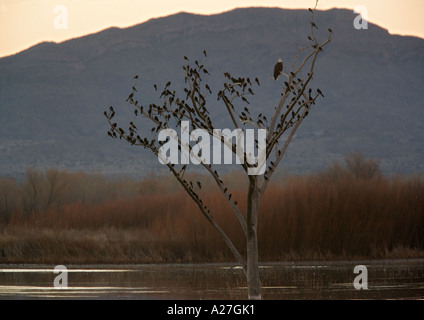 Adult Weißkopfseeadler thront im Baum mit großen Herde von großen tailed Stare, Bosque del Apache National Wildlife Refuge Stockfoto