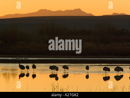 Mehr Kraniche (Grus Canadensis) in Feuchtgebiet in Bosque del Apache National Wildlife Refuge, im Morgengrauen, Mitte des Winters Stockfoto