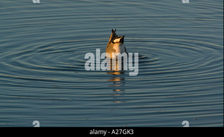 Weibliche grün – Winged Teal, hochkant, ernähren sich von Samen unter Wasser Stockfoto