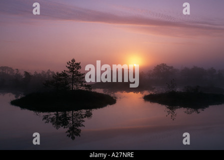 BOG PINES INSELN MANNIKJARVE RABA ESTLAND Stockfoto