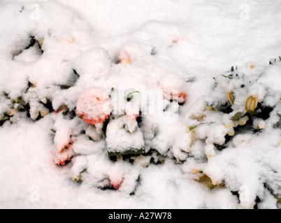 Blumen im Schnee bei All Saints Church in Banstead Surrey England Stockfoto