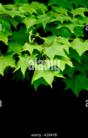 Grüne Ahornblätter soft-Fokus auf schwarzem Hintergrund Stockfoto