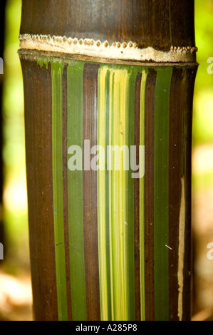 Halm Bambusa Lako, Timor schwarz, zeigen Panaschierung, Creme grün und schwarz. DSC 7908 Stockfoto