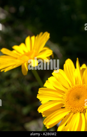 Gelbes Gänseblümchen Blumen schließen gegen den dunklen Hintergrund Stockfoto
