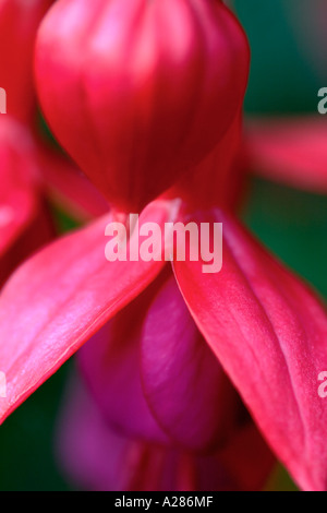 Rot und lila Fuchsie Blumen hautnah Stockfoto