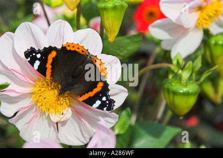 Red Admiral Schmetterling Vanessa Atalanta an Dahlie Blüte Stockfoto