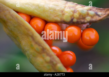 Pflanzensamen und roten Beeren oder Samen Pflanze Iris foetidissima Stockfoto