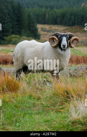 Gehörnte Blackface-Ram oder Schafe auf Hügeln in Schottland Stockfoto