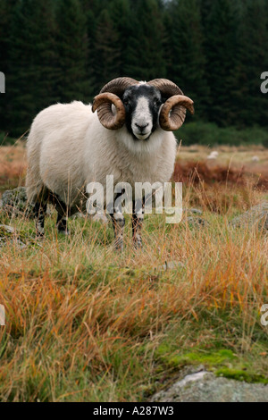 Gehörnten blackfaced Ram oder Schafe auf Hügeln in Schottland Stockfoto