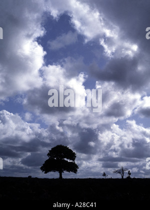 Silhouetted isoliert Baum gegen den blauen Himmel mit cumulus Wolken im Bereich der Heide gelöscht Wald Stockfoto