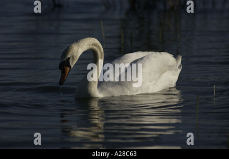 Schöne weiße Höckerschwan im See bei Watermead Land-Park, Thurmaston, Leicestershire, England, UK Stockfoto