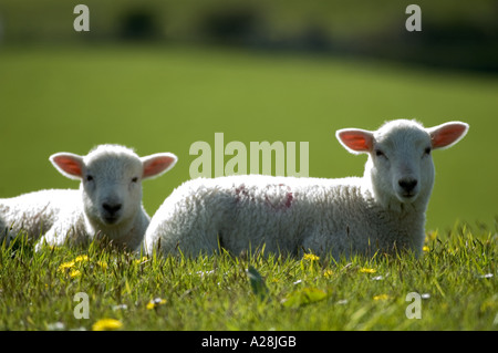 Zwei Frühjahr Lämmer zusammen in ein Feld in der Sonne liegen Stockfoto