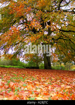 Baum im Park mit goldenen rustikal Blätter im Herbst Stockfoto