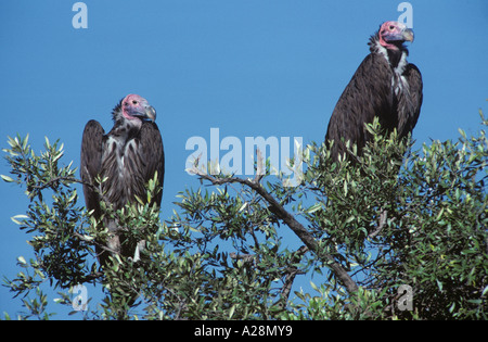 Ohrengeier konfrontiert Geier paar thront in Baum Stockfoto