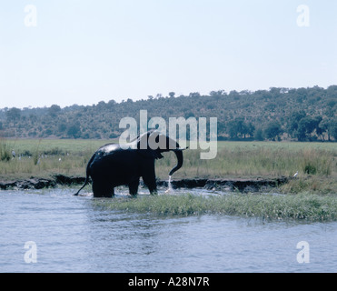 Elefanten im Fluss, Chobe National Park, Chobe, Republik Botsuana Stockfoto