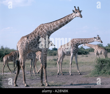 Giraffen im Busch, Chobe National Park, Chobe, Republik Botsuana Stockfoto