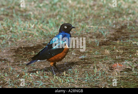 Superb Starling Spreo superbus Stockfoto