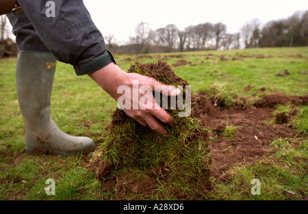 EIN LANDWIRT UMFRAGEN SCHÄDEN AN SEINEM RASEN VERURSACHT DURCH ENTFLOHENE WILDSCHWEINE IN DER NÄHE VON STAUNTON IN DEN FOREST OF DEAN GLOUCESTERSHIRE UK 25 JAN 2 Stockfoto