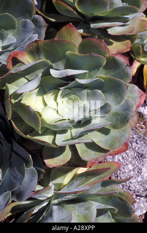 Aeonium Arboreum Atropurpureum Tresco Abtei Garten Tresco Cornwall Scilly-Inseln Cornwall Stockfoto