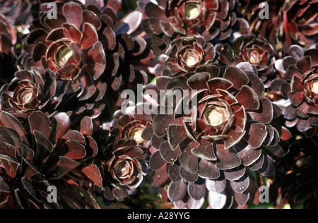 Aeonium Arboreum Atropurpureum, Abtei Garten Tresco Scilly-Inseln Cornwall Stockfoto