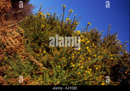 Ginster Strauch mit gelben Blüten und Bracken gegen blauen Himmel Suffolk Sandlings England Stockfoto