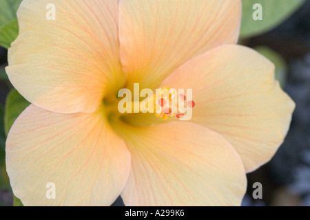 Weiche Aprikosen Töne der Hibiskusblüte Stockfoto