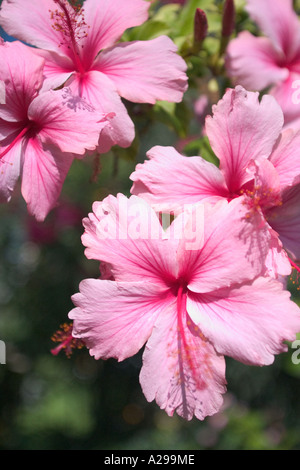 Lebendige rosa Hibiskus Blüte Stockfoto