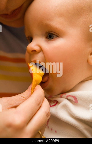 Mango - ihren ersten Geschmack! Stockfoto