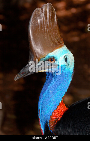 Kasuar Stockfoto