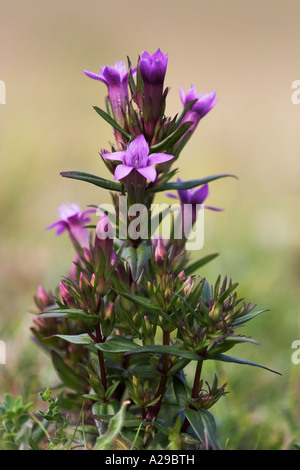 Chiltern Enzian Stockfoto