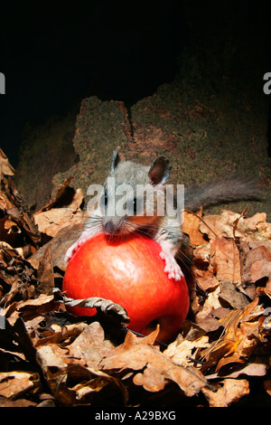 Essbare Siebenschläfer - Glis 2 Stockfoto