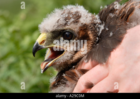 Kornweihe Klingeln Stockfoto