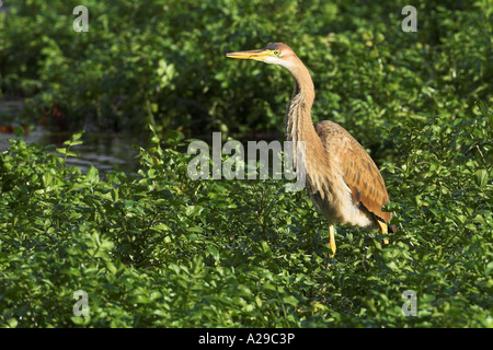 Purpurreiher Stockfoto