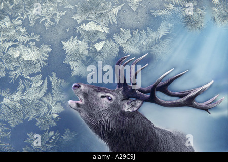 Winter-Hirsch Stockfoto