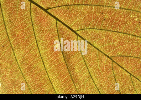 Blatt-Detail Stockfoto