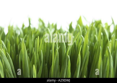 Grass hautnah Stockfoto