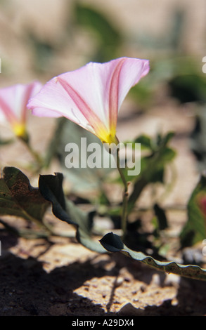 Close-up Bereich Ackerwinde Convolvulus Arvensis Blumen Stockfoto