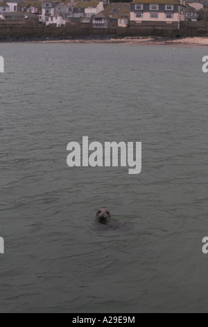 Graue Dichtung Halychoerus Grypus schwimmen in St Ives Hafen Cornwall Stockfoto