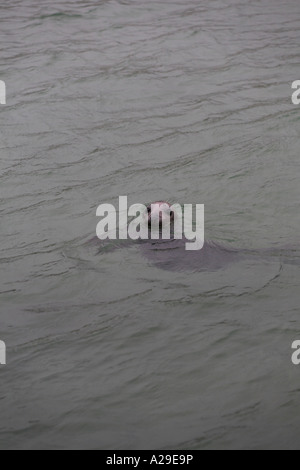 Graue Dichtung Halychoerus Grypus schwimmen in St Ives Hafen Cornwall Stockfoto