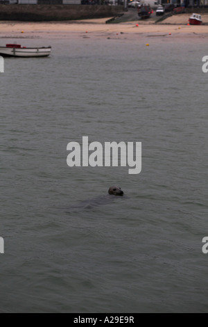 Graue Dichtung Halychoerus Grypus schwimmen in St Ives Hafen Cornwall Stockfoto