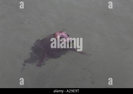 Graue Dichtung Halychoerus Grypus schwimmen in St Ives Hafen Cornwall Stockfoto