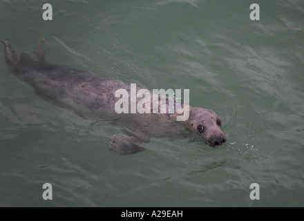 Graue Dichtung Halychoerus Grypus schwimmen in St Ives Hafen Cornwall Stockfoto